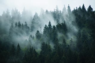 Fog enveloping a forest